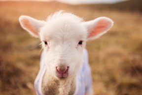 Kaiyun APP-中国足球运动员职业生涯规划研究，中国足球球员规划