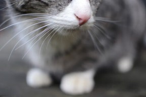 开云官网-篮球青训联合海外机构开展短期交流营拓展国际视野，欧美篮球学校青训精要