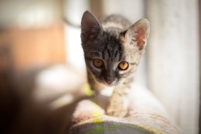 Kaiyun APP-城市联赛引入新技术裁判辅助系统提升判罚准确性与公信力