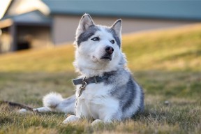 开云官网-五大联赛是否在高控阶段主动拉宽站位分散防守，五大联赛停摆