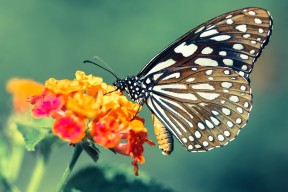 kaiyun官方网站-澳大利亚橄榄球赛事的观众基础快速增加，澳大利亚橄榄球介绍