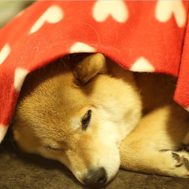 2024年印度队表现：如何在国际赛场逐渐接近世界一流，印度世预赛