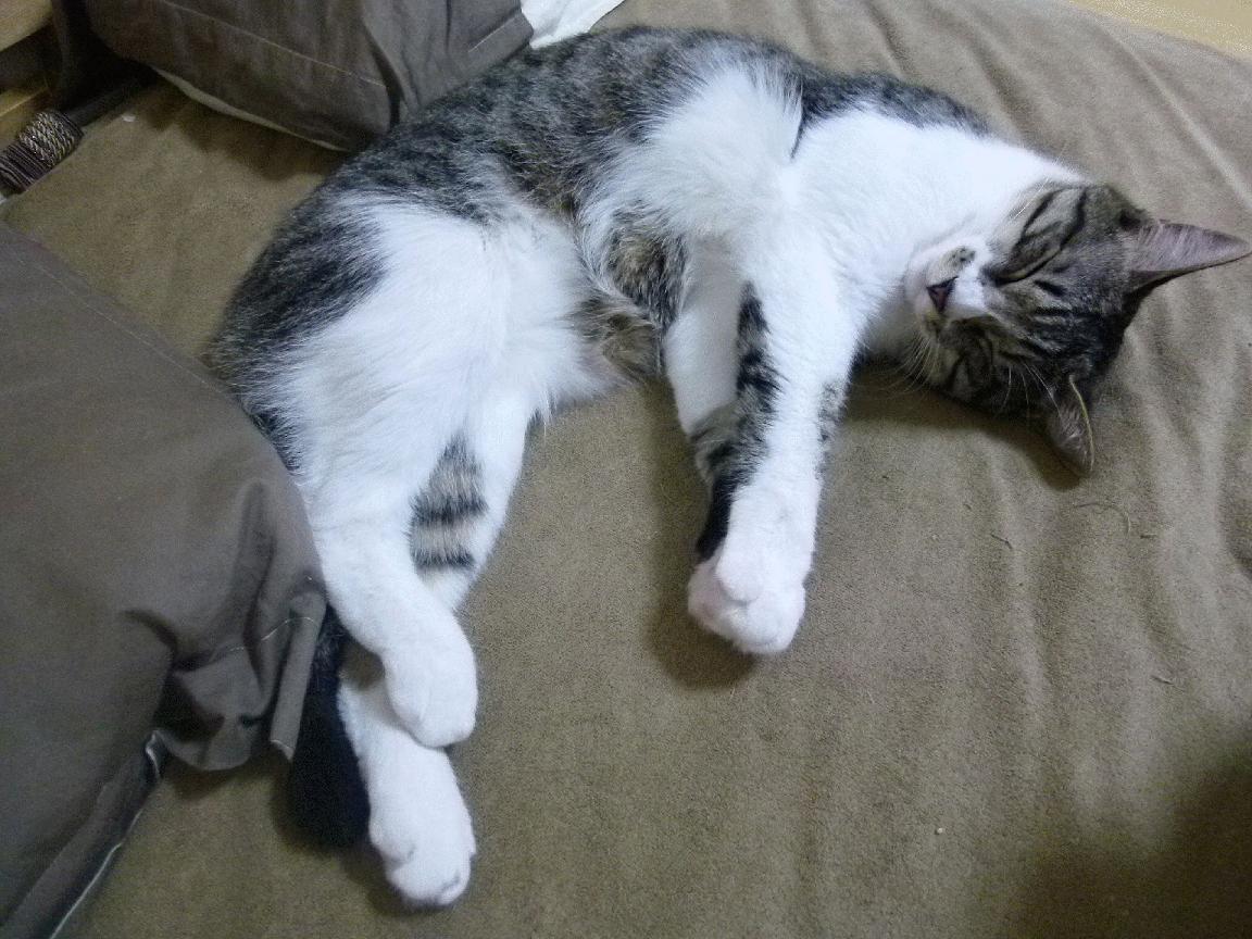 中国女篮实力提升明显，中国女篮实力剧增