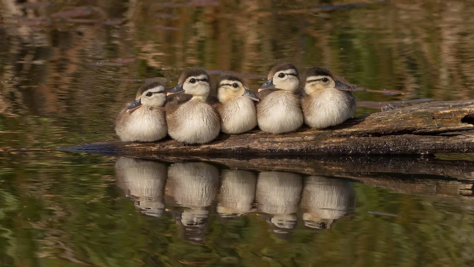 中国男篮回顾比赛录像 查找攻防不足点,中国男篮篮球录像