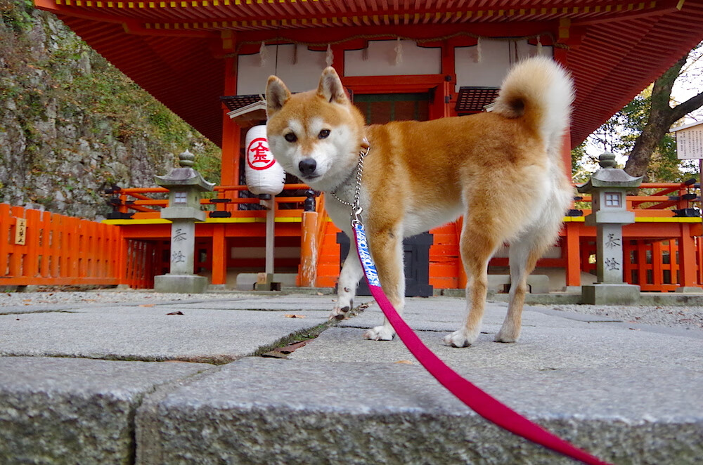 亚冠联赛中国队爆冷 球迷呼吁调整阵容,亚冠联赛2021中国球队