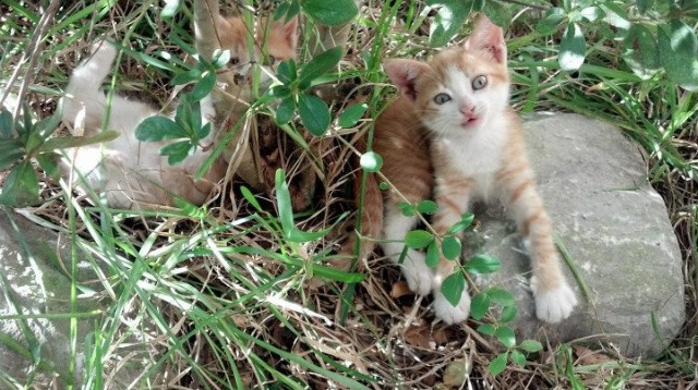 印度队未来发展：加速年轻球员的技术进步和实战经验积累，印度职业足球联赛