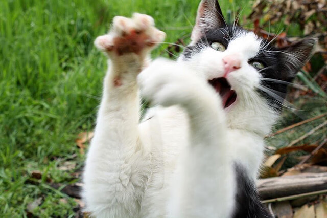 比赛转播质量提升观众体验明显改善,转播赛事可以收费吗