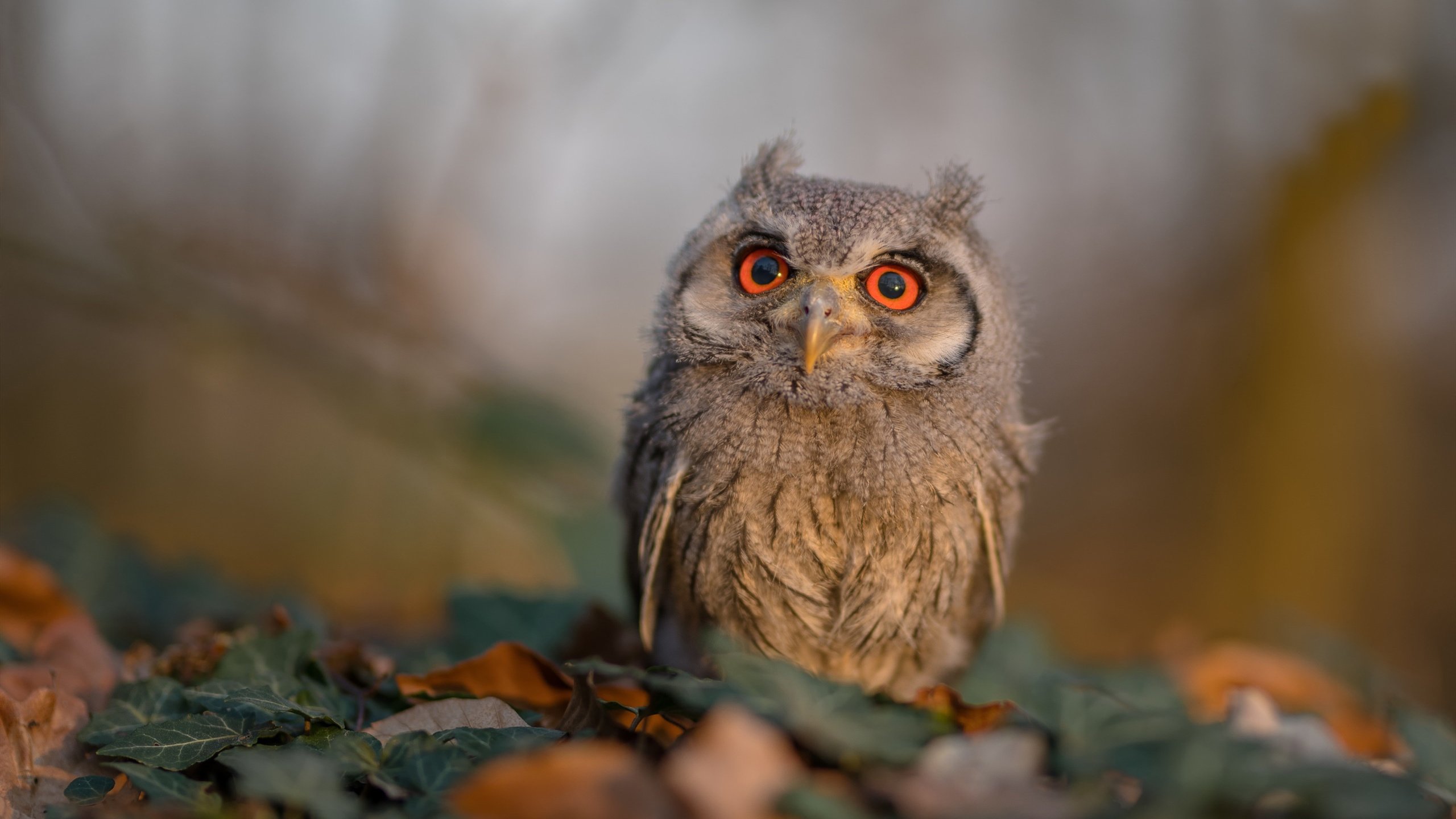 公牛助教亲自参与战术演练细节十足,公牛的主教练