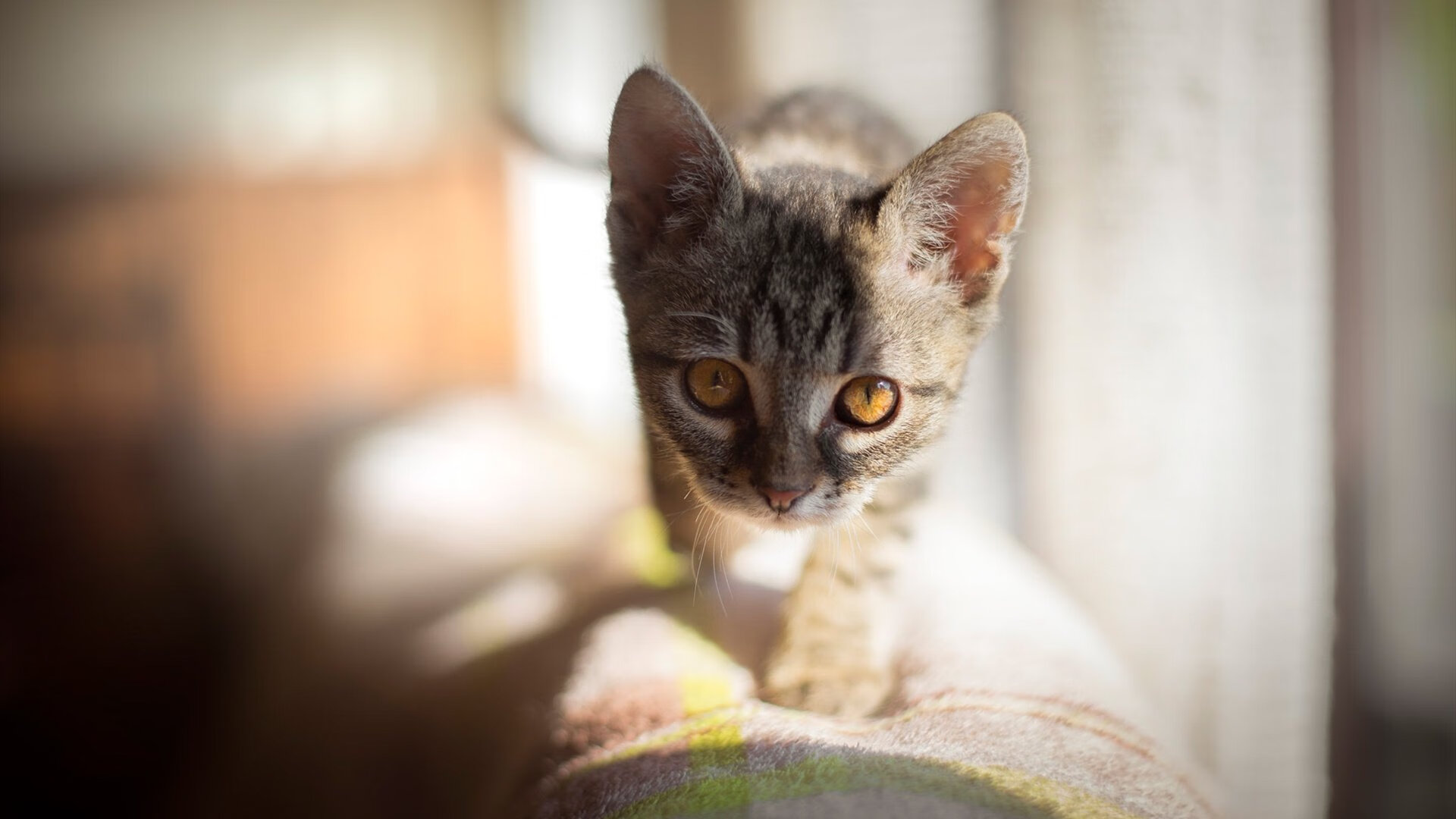 城市联赛引入新技术裁判辅助系统提升判罚准确性与公信力