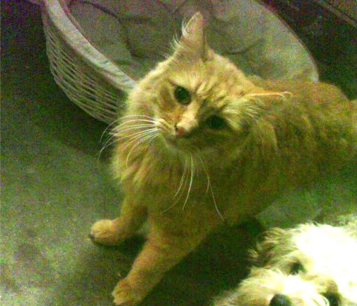 弗兰：全黑队的“战术执行者”，每次传球和防守都能精确打击对方漏洞