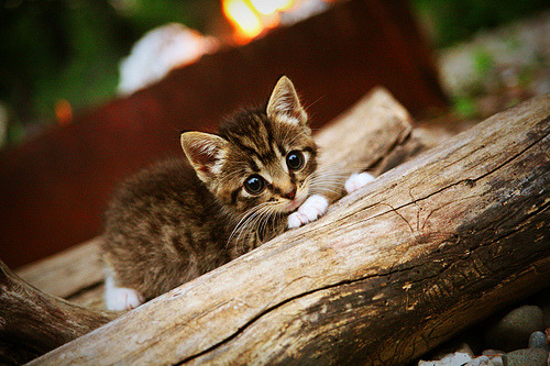 德甲强队对垒:攻防转换中的策略较量,德甲打法