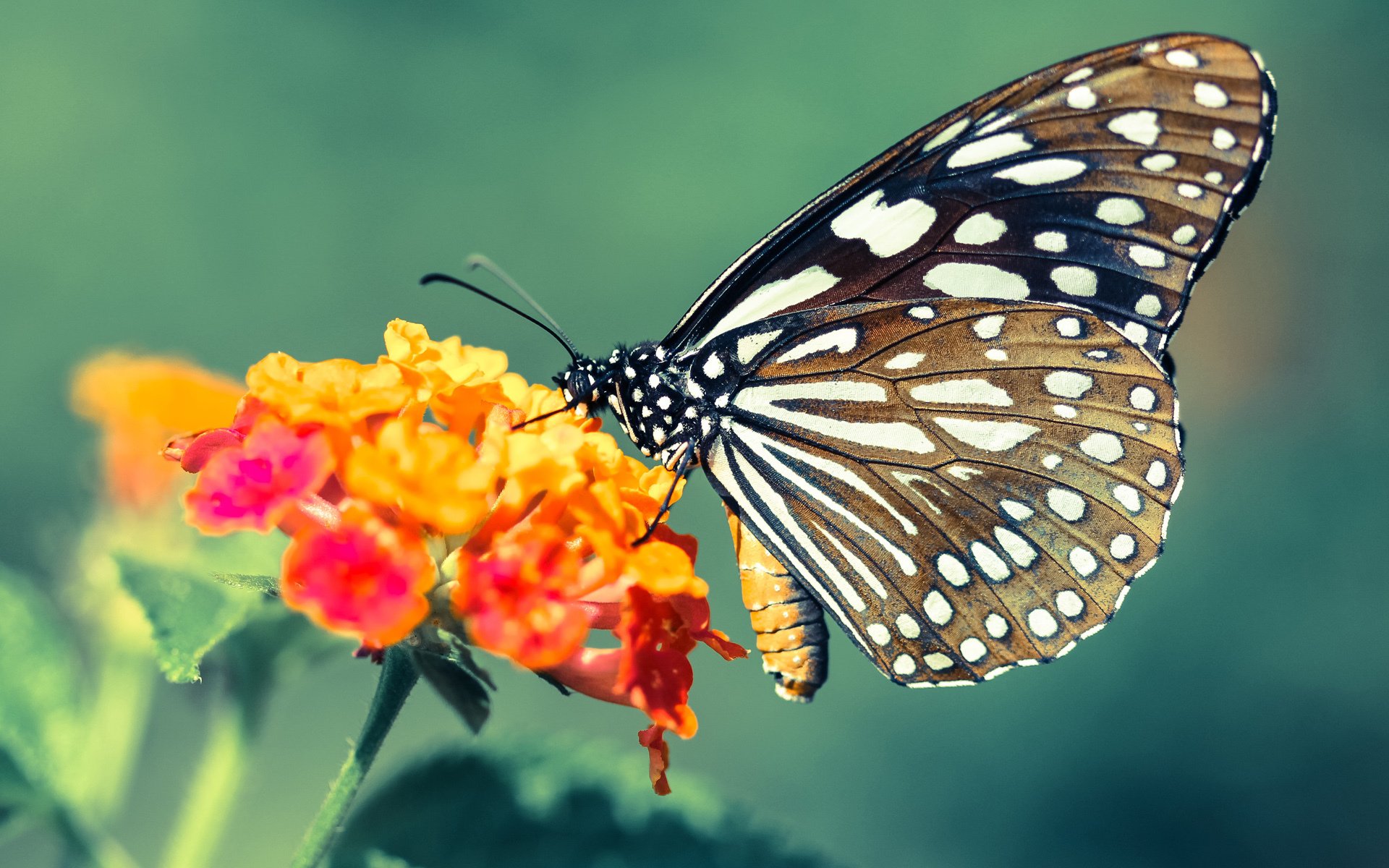澳大利亚橄榄球赛事的观众基础快速增加,澳大利亚橄榄球介绍