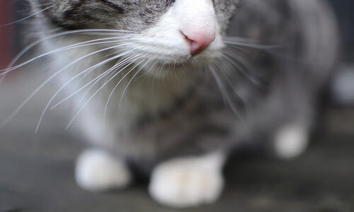 篮球青训联合海外机构开展短期交流营拓展国际视野,欧美篮球学校青训精要