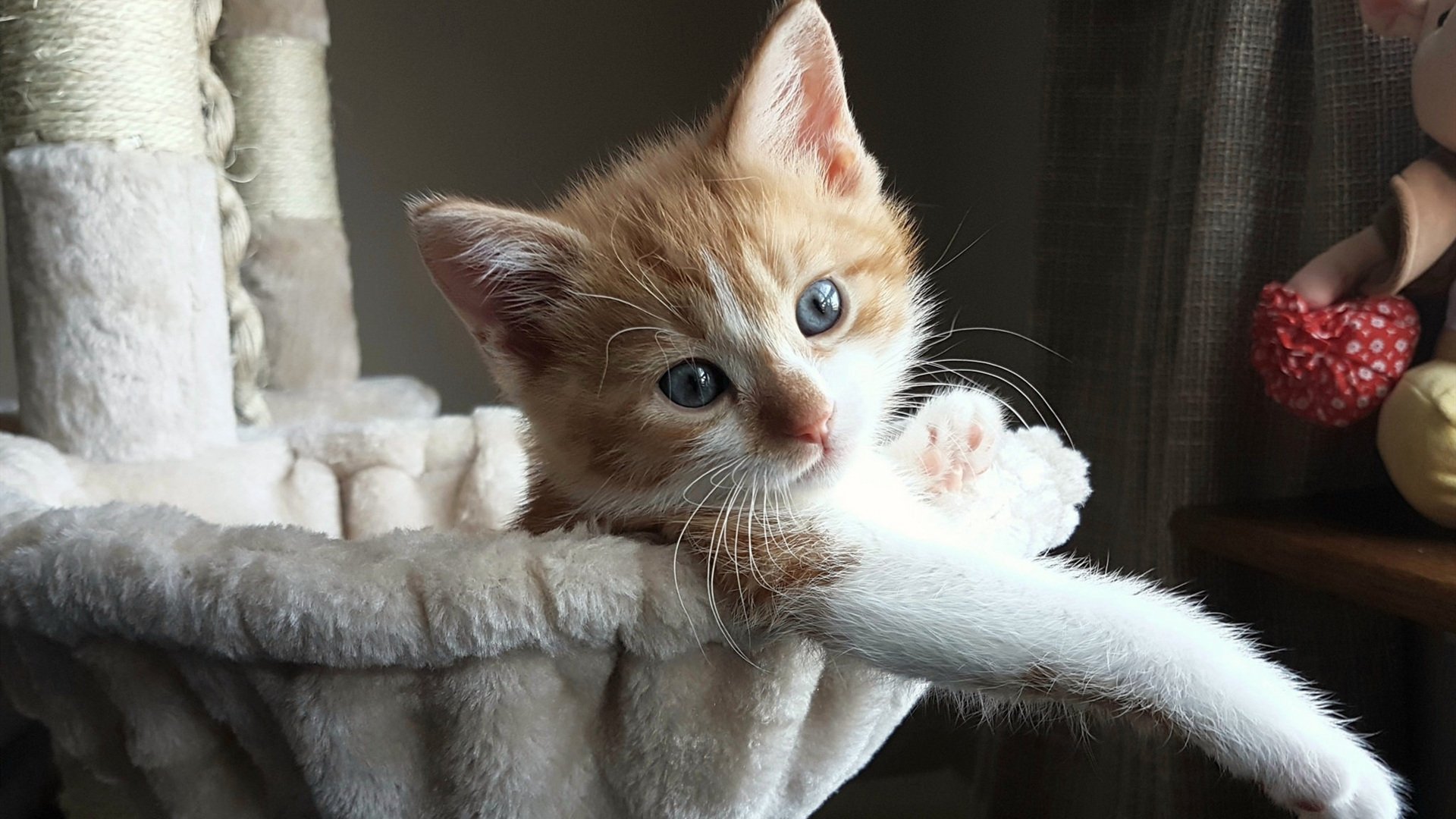 美洲杯拼搏瞬间:英雄辈出,感动全场,美洲杯宣传视频