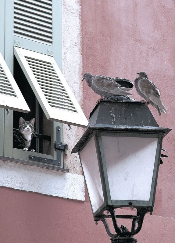 自由泳接力波兰团队协作出色,自由泳接力中国队