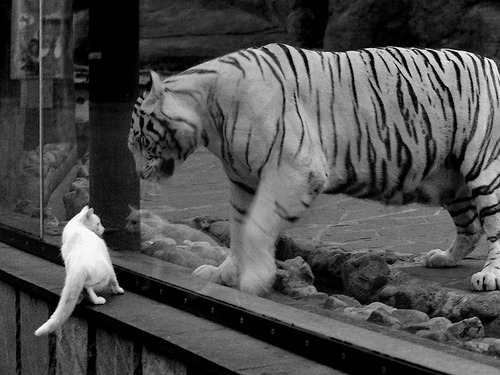 自由泳接力波兰团队协作出色,自由泳接力中国队