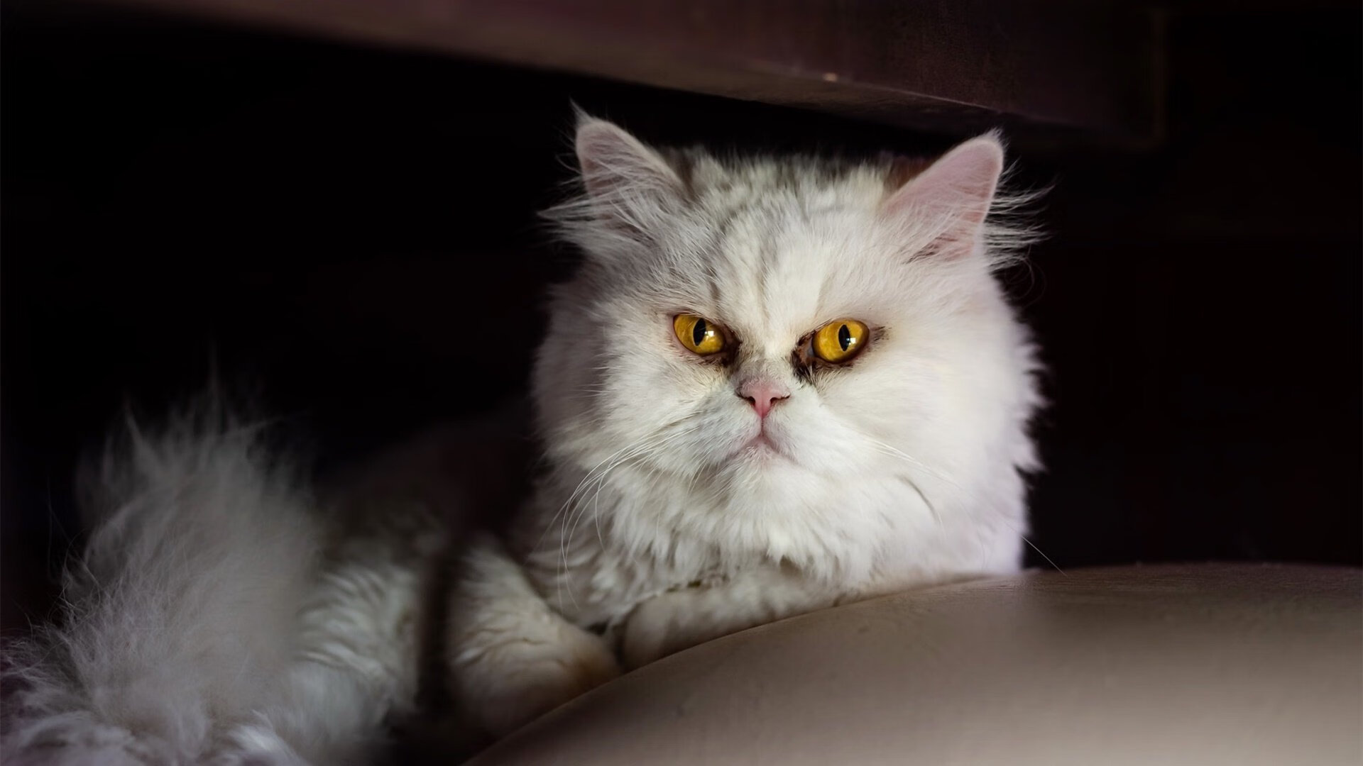 英超冲刺季:悬念逐渐升华,精彩不断!,英超争4