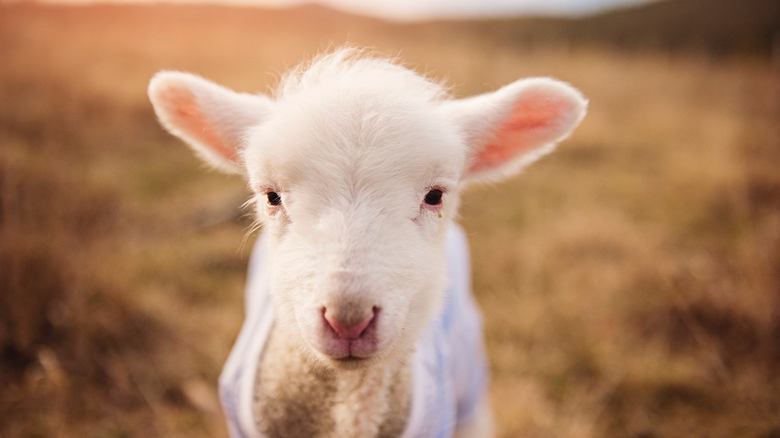 中国足球运动员职业生涯规划研究，中国足球球员规划